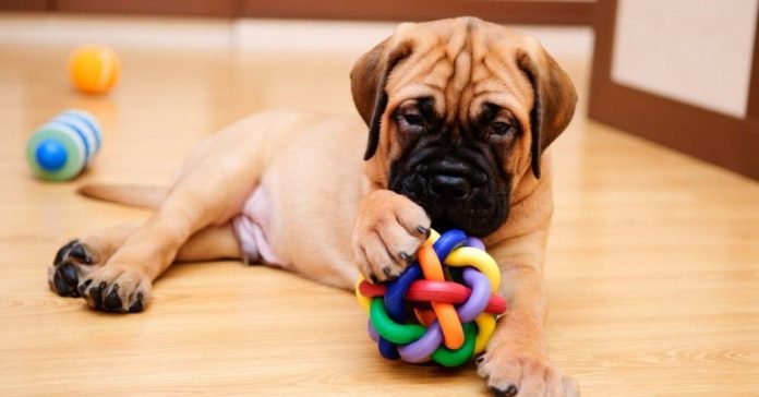 juguetes-perros